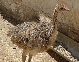  ostrich in a corral 